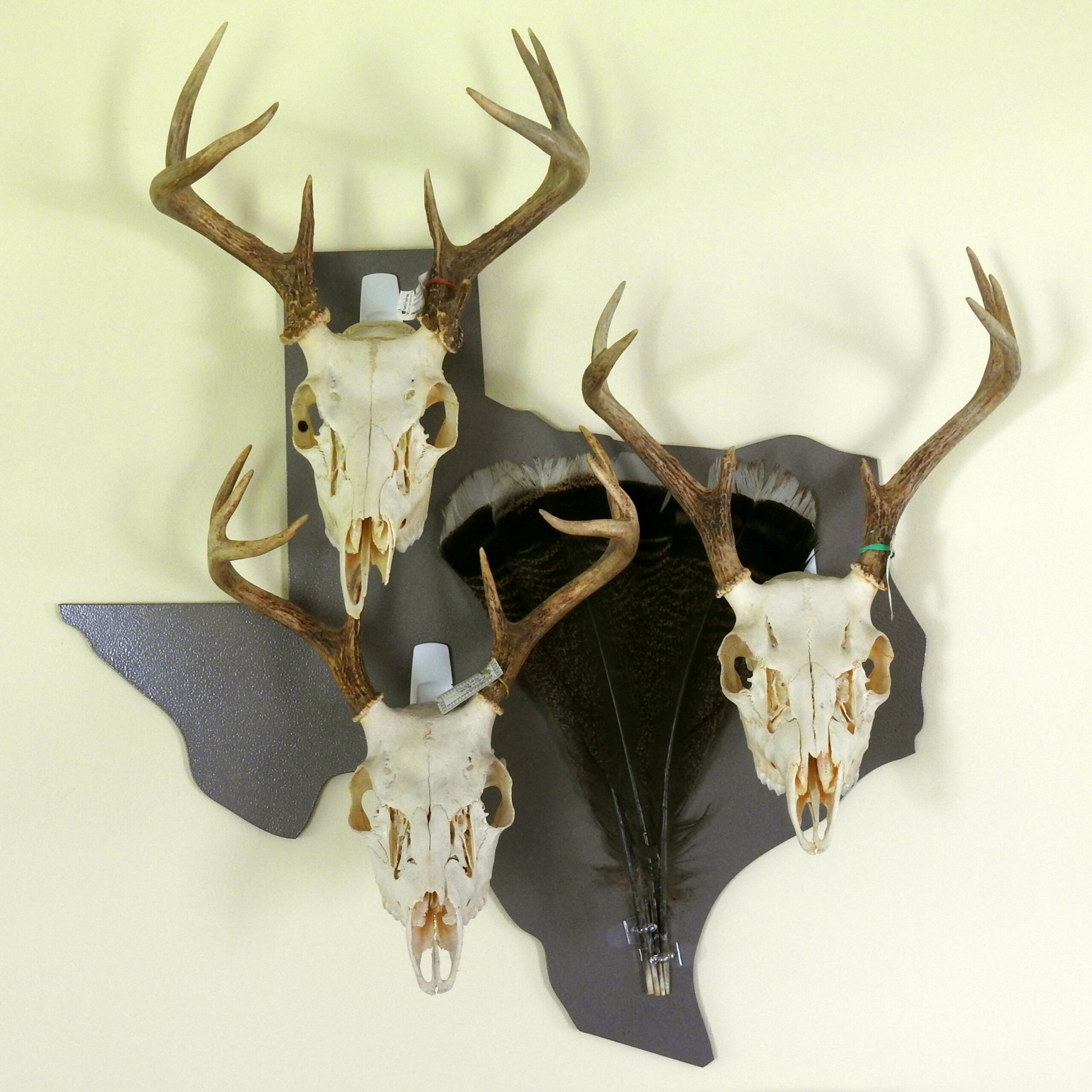 I'm a trophy hunter (and so are you) | News, Sports, Jobs - Times